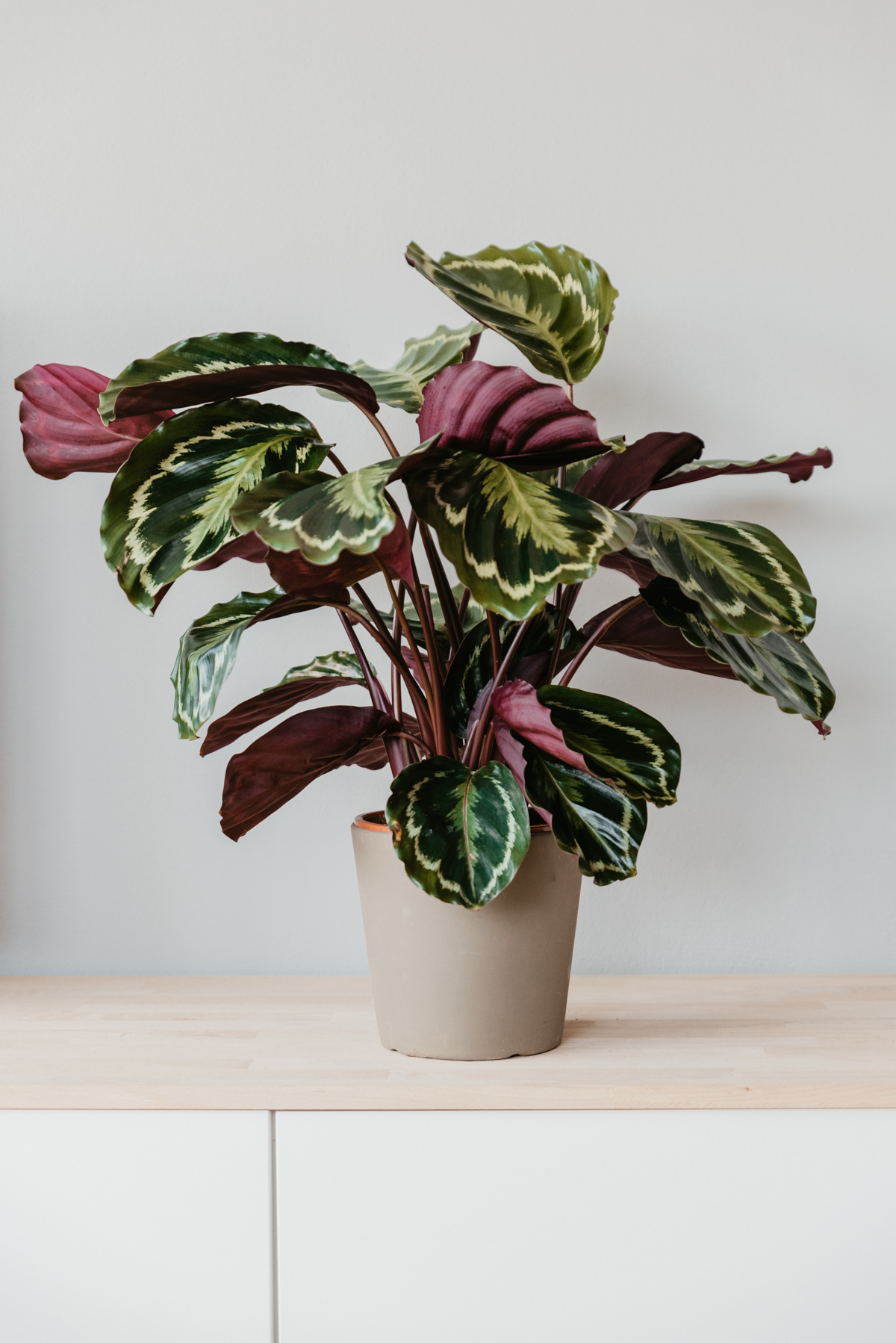 Calathea Orbifolia Katze