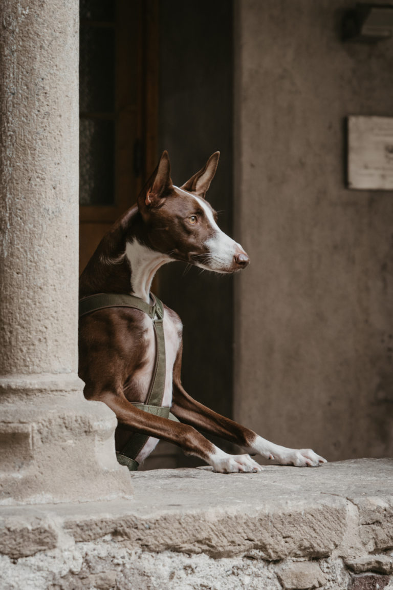 Reisen mit Hund NataschaKimberly